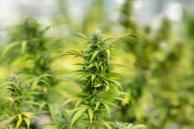 Long Does CBD Oil Last After Opening